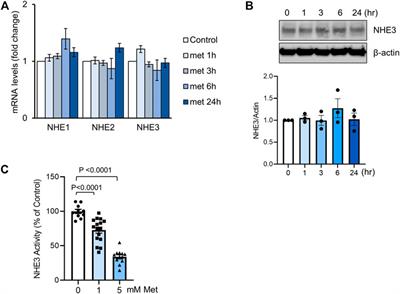 Metformin Inhibits Na+/H+ Exchanger NHE3 Resulting in Intestinal Water Loss
